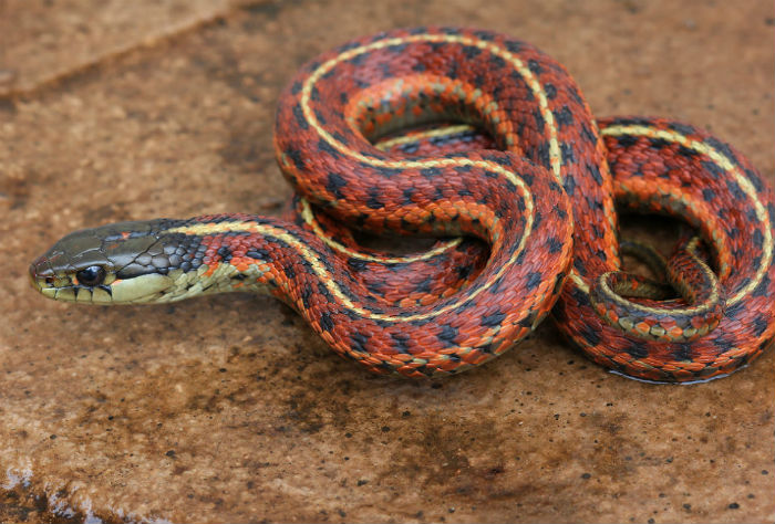 Coast Garter Snake